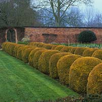 In old walled garden, gravel path lined with globes of Thuja occidentalis Rheingold.