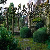 Topiary balls vie with avenue of pollarded limes, framing view of urn in walled garden beyond. 