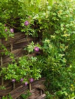 Honeysuckle and Rosa Veilchenblau intermingle on a woven willow panel.