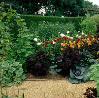 Kitchen Garden. Beds of Dahlias 'Orfeo', 'T. Edison', 'Boogie Woogie', 'Cafe au Lait'. Sweet peas amongst cabbage, kale 'Red Bor', runner beans, courgettes and gourds.