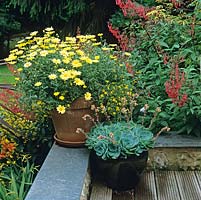 On retaining wall, pot of sempervivum beside pot of Argyranthemum Jamaica 'Primrose' against backdrop of scarlet phygelius.