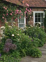 Sunny terrace edged in beds of allium, eryngium, hardy geranium, Rosa Sally Holmes. On wall, pink Rosa 'Mdme Gregoire Staechelin'.