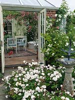 Seen from rose filled courtyard, conservatory with pink and white bougainvillea trained up the wall