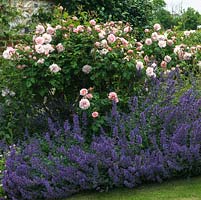 Flower bed filled with pink Rosa 'Fritz Nobis', edged in Nepeta 'Six Hills Giant'. 