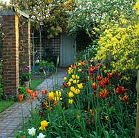 Backed by Rhododendron luteum, bed of mid and late spring tulips - Queen of Sheba, Striped Bellona, Ballerina and Strong Gold. Brick path leads to gate.