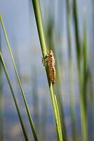 Dragonfly chrysalis in wildlife pond