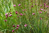 Dianthus carthusianorum amongst grasses. Carthusian Pink