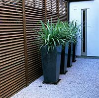 Astelia chathamica in four tall pots transforming a dull side alley 