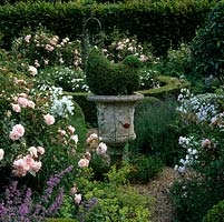 Bird shaped topiary in stone urn. Gravel path edged in nepeta, Alchemilla mollis, lavender, hardy geranium and Rosa Penelope. Box circle filled with Rosa Kent.