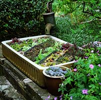 In shady corner, old sink is filled with succulents - echeveria and sempervivum - positioned beneath cast iron pump.