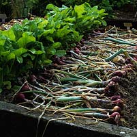 Red onions picked and drying on bare earth beside a line of spinach. 