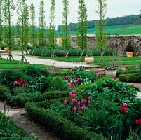A 3-yr-old walled garden, view over box parterre with tulip 'China Pink' and 'Red Shine' to Betulus carpinus - hornbeam avenue, and lavender mounds 