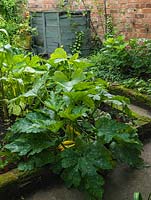 Tiny kitchen plot at rear of 30m x 8m cottage garden. In raised bed, courgette plant beside sweetcorn. Behind, compost heap.