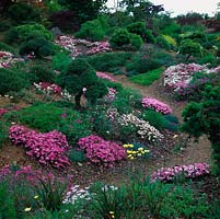At Keith Wiley's, natural, hilly landscapes are created in miniature: north-facing slopes suit erythronium whilst a  month later, rhodohypoxis thrive on southern sides. Bonsai pines.