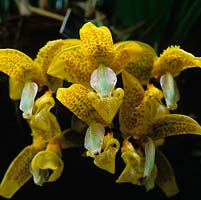 Stanhopia - tropical species orchid, has a strong perfume. RHS Wisley Glasshouse houses 5000 tender and half hardy plants in  arid, temperate or tropical zones. 