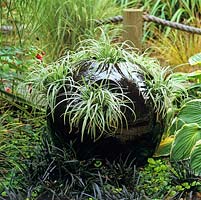 Carex morrowii 'Fishers Form', variegated, clump forming, evergreen ornamental grass grown from holes in a rounded ceramic pot.