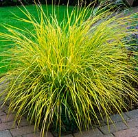 Carex elata 'Aurea', Bowles golden sedge, creates a lovely splash of yellow at the junction of two paths.