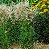 Miscanthus sinensis 'Kleine Fontaine'. Long, delicately silky, hairy, silvery spikelets in autumn.
