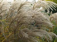 Miscanthus sinensis 'Silver Feather', in autumn, bearing plumes of silky, silvery flowers.