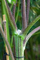 Showing where sunflower has branched out after the growing stems have been cut or pinched out