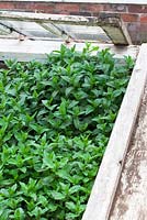 Mint planted in coldframe to stop it running. Mentha