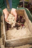 Storing beetroot. Placing in box on layer of sand and covering with more sand