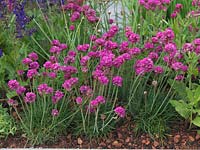 Armeria maritima, sea pink or thrift, a clump forming perennial with masses of papery pink flower heads in summer.