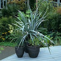 Astelia chathamica, a frost tender, evergreen perennial with arching, leathery, silvery leaves to 1.5m long. Makes a striking container plant.