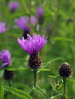 Centaurea nigra - Lesser or common knapweed, a perennial with hairy leaves and purple flowerheads. Wildflower.