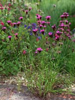 Dianthus carthusianorum, Carthusian Pink, a tufted perennial which in summer bears tall spikes of pink flowers.