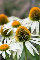 Echinacea purpurea 'White Swan', coneflower, flowering in August