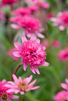 Echinacea 'Southern Belle', coneflower, a perennial with striking pink flowers in August