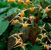 Epimedium 'Wildside', a perennial with semi  heart-shaped leaves and dainty flowers from spring until early summer. Common name: Bishops Mitre or Barrenwort.
