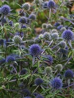 Eryngium planum 'Blaukappe', sea holly, a spiky evergreen perennial bearing masses of blue thistle-like heads in summer. Loved by bees.