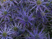 Eryngium X zabelii 'Jos Eijking', sea holly, a perennial which in summer bears masses of steely blue spiny flowers. Loved by bees.