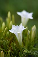 Gentian Serenity, a perennial with white trumpet-shaped flowers. These appear in early and mid-autumn