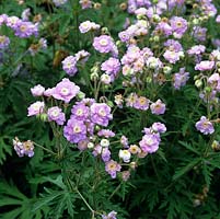 Geranium Summer Skies, a one-metre tall hardy geranium with small, unusual double mauvish pink flowers around ivory centres.
