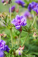 Geranium pratense 'Plenum Violaceum' flowering in Summer - Meadow Cranesbill