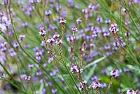 Verbena macdougalii 'Lavender Spires' flowering in Summer