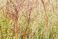 Miscanthus sinensis 'Krater' flowering in Autumn