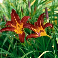 Hemerocallis Black Magic, a spider-shaped daylily, a perennial flowering from mid summer.