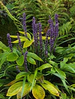 Liriope muscari, an evergreen perennial which in autumn bears stiff stems of purplish violet flowers.