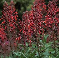 Lobelia tupa Red Form, a robust clump-forming perennial which, in late summer, bears tall stems of tubular flowers.