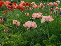 Papaver orientale - Clumps of oriental poppies in the National Collection held by Sandy Worth. Pictured 'The Promise', 'Garden Glory' and 'Effendi'.