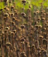 Phlomis tuberosa 'Amazone', a tall perennial with whorls of yellow flowers borne on tall, stiff stems. After petals fall, seedheads last a long time.