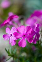Phlox subulata 'McDaniels Cushion', a mat forming, semi evergreen perennial that, from spring, is smothered in a mass of bright, rose pink flowers. Ideal for rockeries, walls and alpine troughs.
