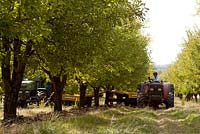 Rows of fruit trees in french plum orchard. Tractor working down the row, shaking fruit from a tree.