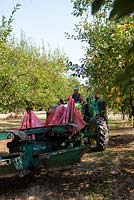 Mechanised method of harvesting ripe plums ready for drying. Fruit is shaken from tree then softly collected by canvas aprons to avoid bruising.