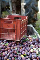 Crates of freshly picked plums from the orchard. Ready for drying for prunes.