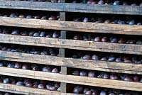 Plums arranged in stacked trays ready to enter drying ovens for turning into prunes.